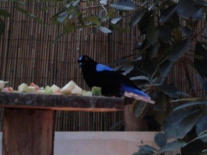 IMG-20160203-WA0005